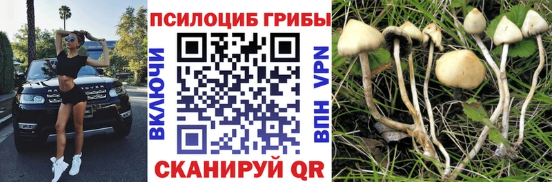 Псилоцибиновые грибы Psilocybe  магазин продажи   hydra как войти  Магадан 